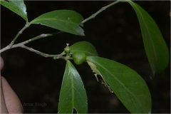 Suregada angustifolia